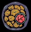 Waffle Fries — How Many Dudes? relic